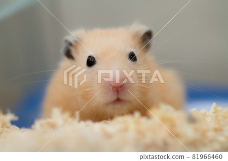 Golden hamster of the waking up 81966460