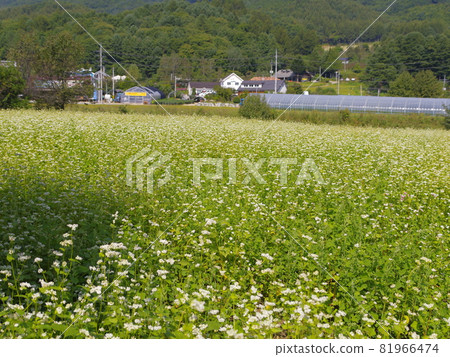 蕎麥花、河川、水道、青蔥、鄉村、公園 蕎麥花、河川、水道、青蔥、鄉村、公園 81966474