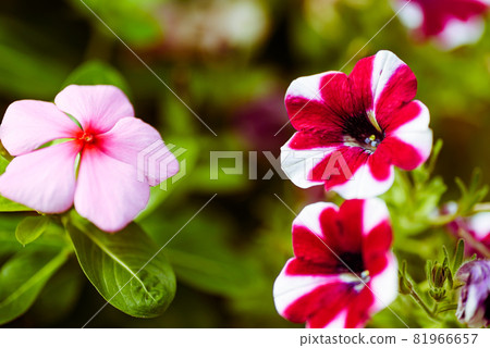 Beautiful pink Madagascar periwinkle and red-white surfinia Beautiful pink Madagascar periwinkle and red-white surfinia 81966657