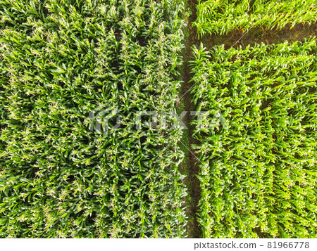 Aerial view field nature agricultural farm background, top view corn field from above with road agricultural parcels of different corn crops in green colors 81966778