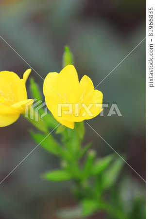 Evening primrose that bloomed in the evening Evening primrose that bloomed in the evening 81966838