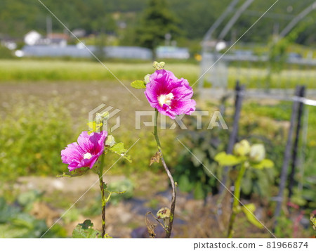 蕎麥花。農村房子。波斯菊。河流。農舍。 81966874