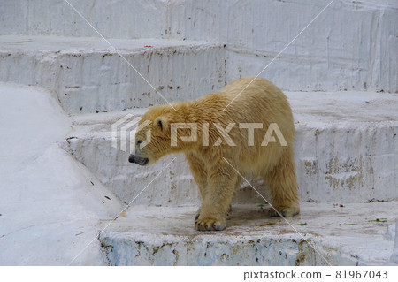 北極熊侯燦寶貝可愛北極熊天王寺動物園 81967043