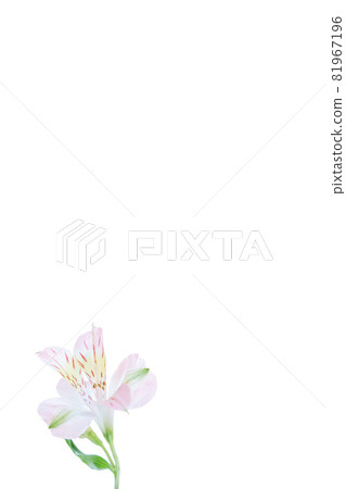 花單花百合百合花hana花照片 花單花百合百合花hana花照片 81967196