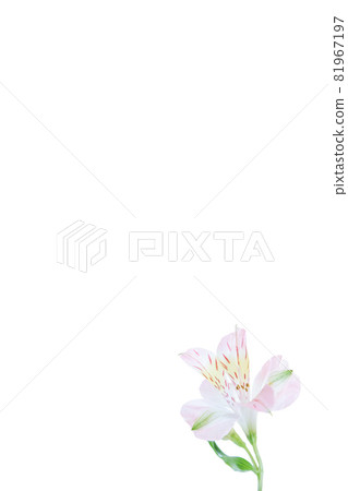 Flower single flower lily lily flower hana flower photo 81967197