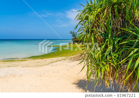 The sea of Okinawa The sea of Okinawa 81967221