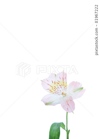 Flower single flower lily lily flower hana flower photo 81967222
