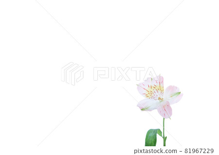Flower single flower lily lily flower hana flower photo Flower single flower lily lily flower hana flower photo 81967229