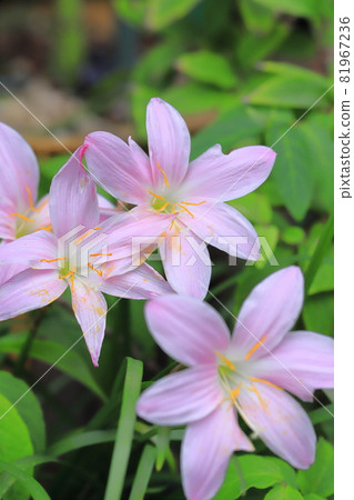 粉色藏紅花偽(粉色雨百合) 粉色藏紅花偽(粉色雨百合) 81967236