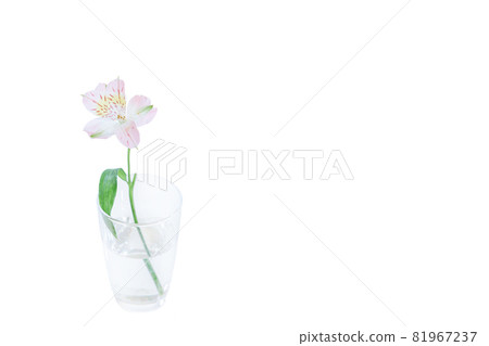 Flower single flower lily lily flower hana flower photo 81967237