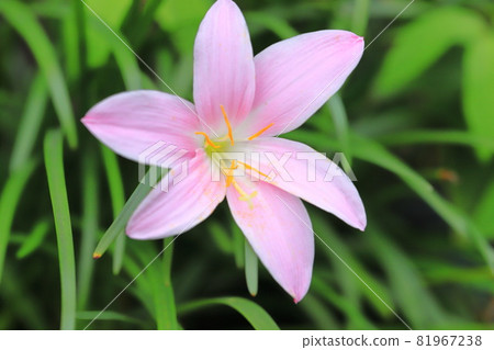 Pink saffron pseudo (pink rain lily) 81967238