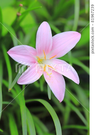Pink saffron pseudo (pink rain lily) 81967239