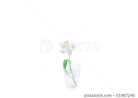 花單花百合百合花hana花照片 81967240