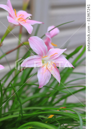 粉色藏紅花偽(粉色雨百合) 粉色藏紅花偽(粉色雨百合) 81967241