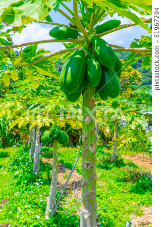 Papaya Papaya 81967294