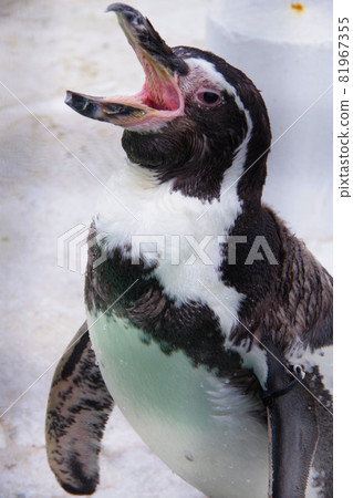 洪堡企鵝，可愛的動物，天王寺動物園，企鵝 81967355