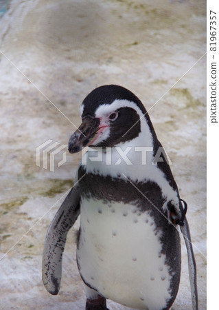 洪堡企鵝,可愛的動物,天王寺動物園,企鵝 洪堡企鵝,可愛的動物,天王寺動物園,企鵝 81967357