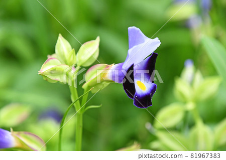 Torenia Torenia 81967383