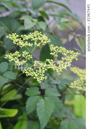 油桐花 油桐花 81967445
