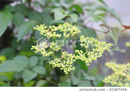 Cayratia japonicum flowers Cayratia japonicum flowers 81967446
