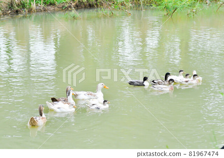 swimming ducks, duck or ducks 81967474