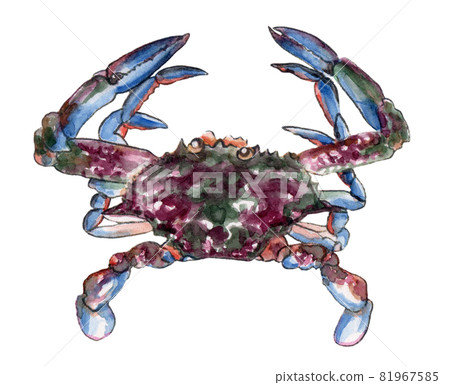 Hand-painted watercolor painting of flower crab Hand-painted watercolor painting of flower crab 81967585