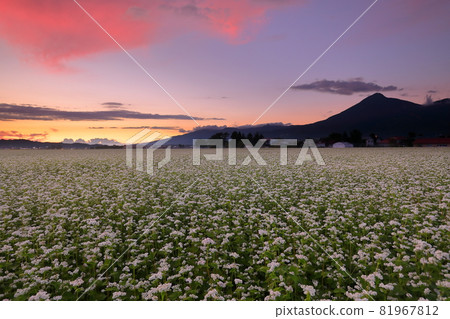Mt. Bandai at sunset with buckwheat flowers in the buckwheat field of Minamieboshi, Nagata, Inawashiro-machi, Yama-gun, Fukushima Prefecture Mt. Bandai at sunset with buckwheat flowers in the buckwheat field of Minamieboshi, Nagata, Inawashiro-machi, Yama-gun, Fukushima Prefecture 81967812