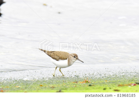 Sandpiper looking for food 81968185