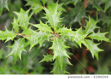 Colorful holly leaves wet in the rain 81968304