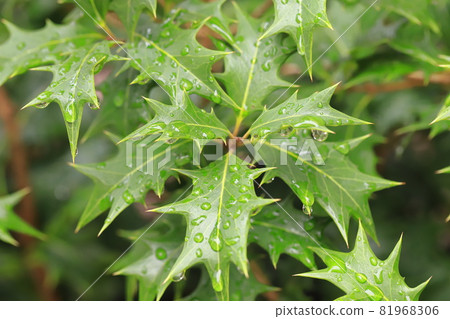 Colorful holly leaves wet in the rain Colorful holly leaves wet in the rain 81968306