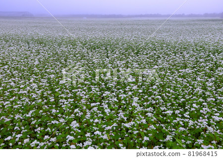一望無際的蕎麥田，福島縣山郡豬苗代町岩成村北，晨霧中的蕎麥花 81968415