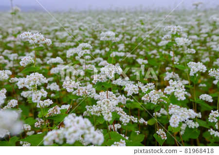Soba field as far as the eye can see, Iwanari-murakita, Inawashiro-cho, Yama-gun, Fukushima Prefecture, buckwheat flowers in the morning haze Soba field as far as the eye can see, Iwanari-murakita, Inawashiro-cho, Yama-gun, Fukushima Prefecture, buckwheat flowers in the morning haze 81968418