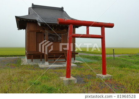 福島縣山郡豬苗代町永田南星市稻荷神社在晨霧的稻田中 81968528