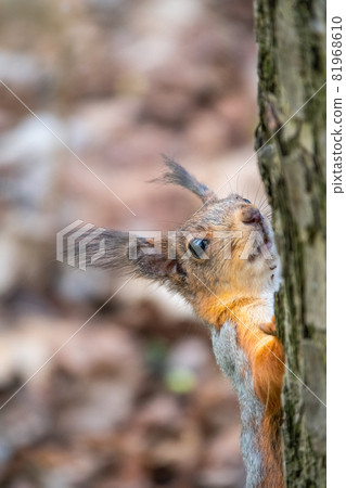 Portrait of a squirrel on a tree trunk 81968610