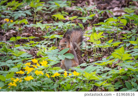 Squirrel standing on its hind legs on on green grass in spring. Eurasian red squirrel, Sciurus vulgaris Squirrel standing on its hind legs on on green grass in spring. Eurasian red squirrel, Sciurus vulgaris 81968616