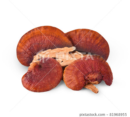 Lingzhi mushroom, Reishi mushroom have property medicine. 81968955