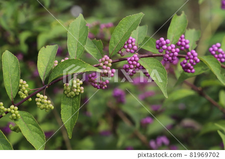 秋季公園早期紫水晶的紫色果實 81969702