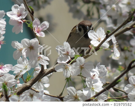 Sparrow Sparrow 81970582