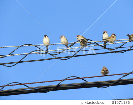 Wild birds on the Shingashi River 81971186