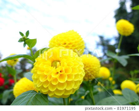 盛開的大麗花 81971195