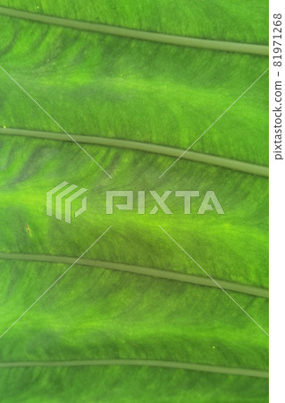 Details of the nature Details of the nature 81971268