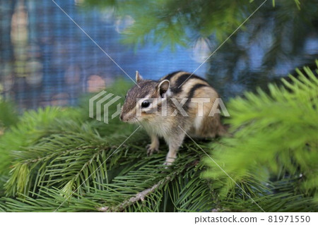 Chipmunk Chipmunk 81971550
