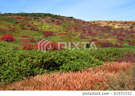 Mountain foliage of autumn leaves Mountain foliage of autumn leaves 81971552