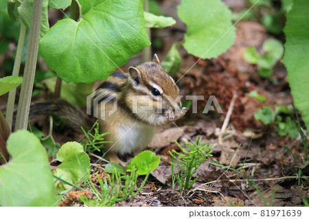 Chipmunk Chipmunk 81971639