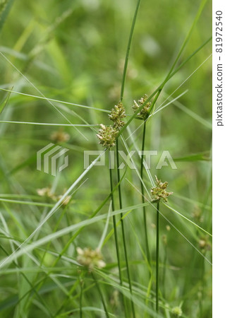 Natural plant Cyperus sanguino, an annual plant of the sedge family. It grows sparsely on the shores of rice fields. Natural plant Cyperus sanguino, an annual plant of the sedge family. It grows sparsely on the shores of rice fields. 81972540