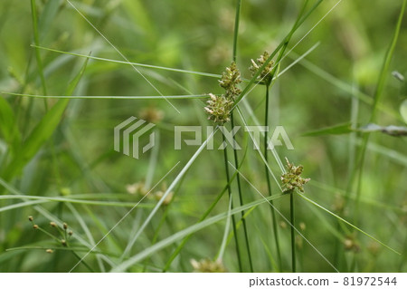 Natural plant Cyperus sanguino, plant height is about 20 to 30 cm. The grass that looks good in the heat Natural plant Cyperus sanguino, plant height is about 20 to 30 cm. The grass that looks good in the heat 81972544