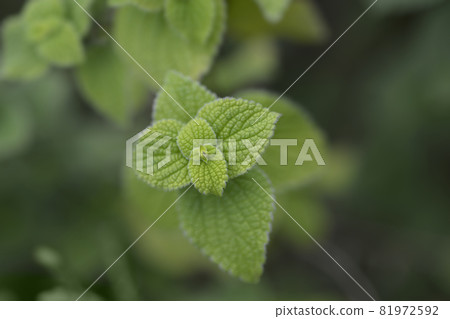 Lindenleaf sage 81972592