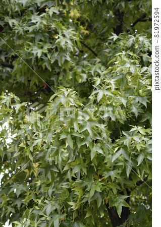 American sweetgum 81972594