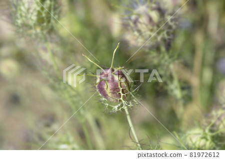Love-in-a-mist Shorty Blue fruit 81972612