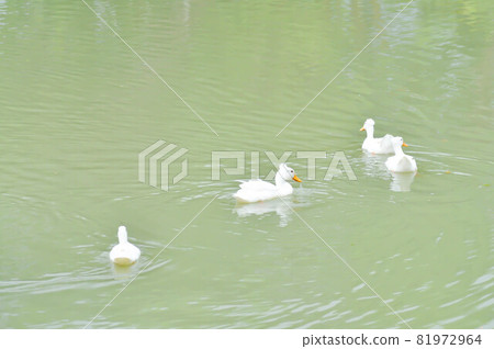 swimming ducks, duck or ducks swimming ducks, duck or ducks 81972964